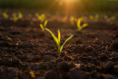 corn seedling/sprout