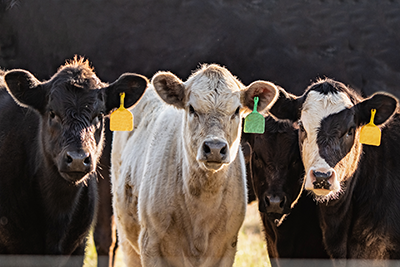 3 cows looking at the camera